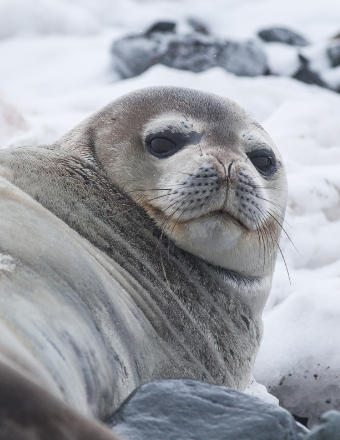 Seal - CodeRedemption_340x440